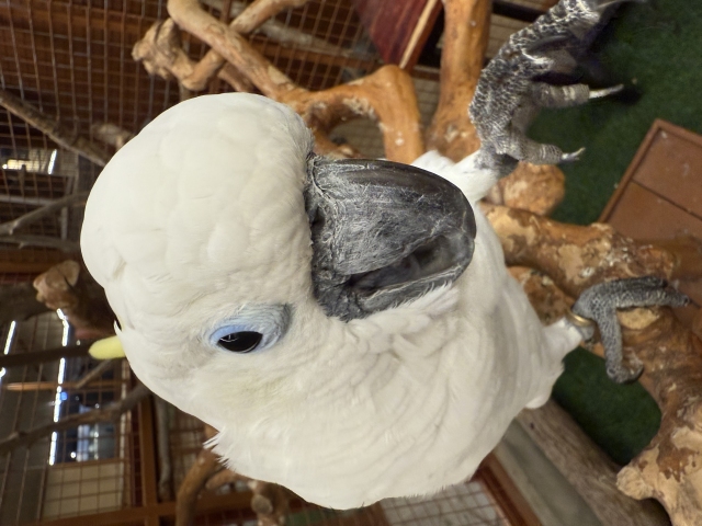 Kıymalı Kaşarlı Pide